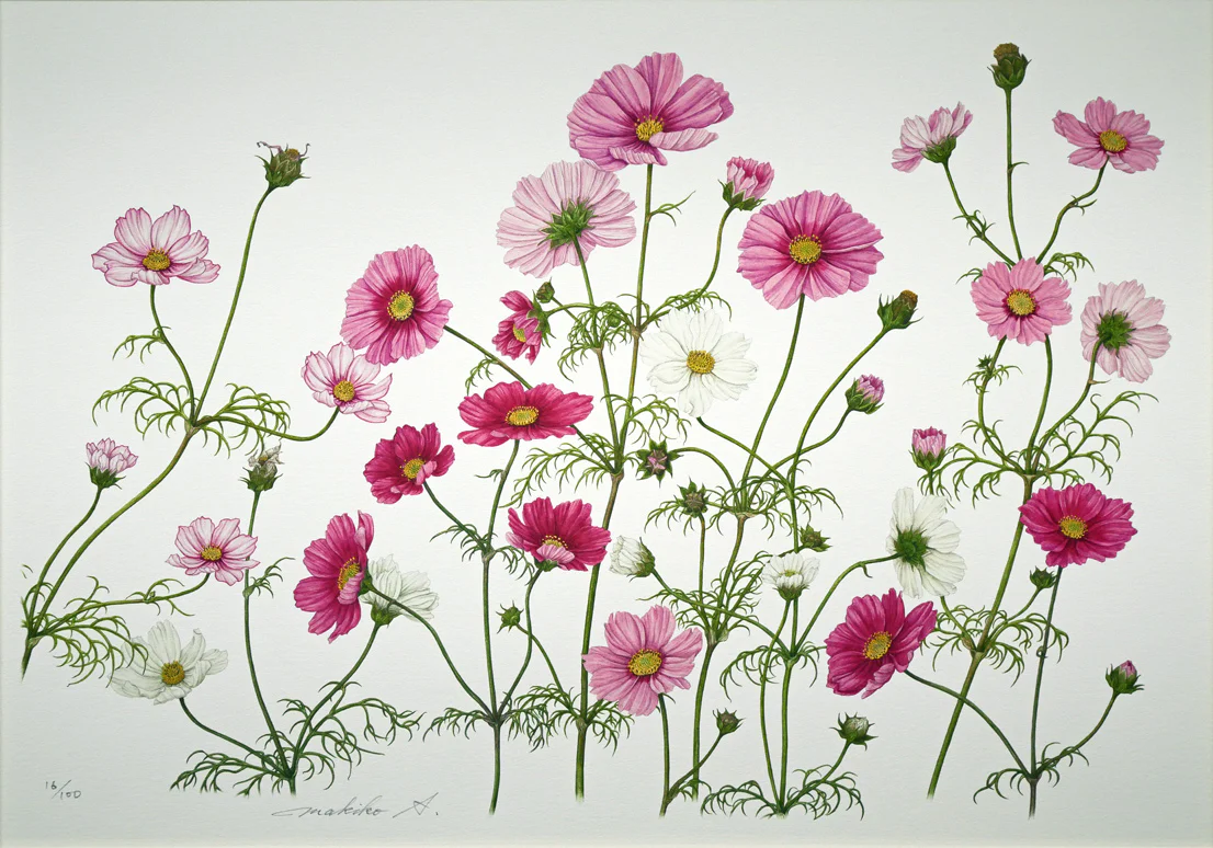 コスモス（Botanical　Art） - Image 2